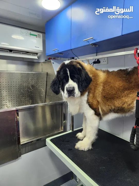 St Bernard one year old less than 2 yrs old