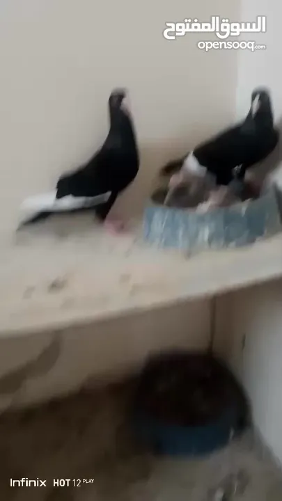 جوز مسويد للبيع