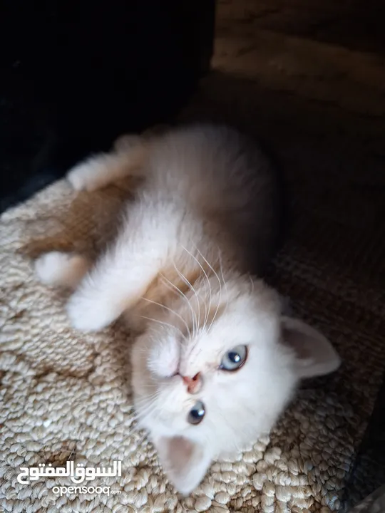 kittens for sale 60 days old    Scottish.