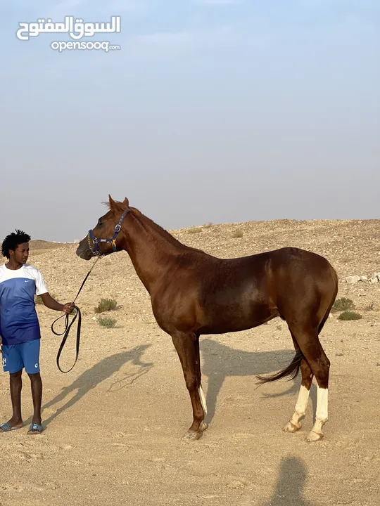 خيل عربي للبيع