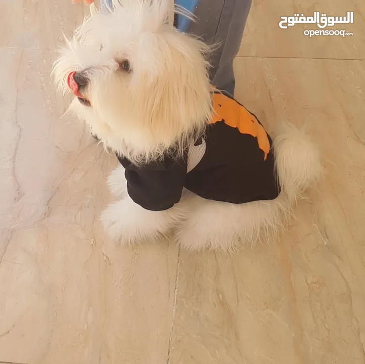 كلب مالتيز