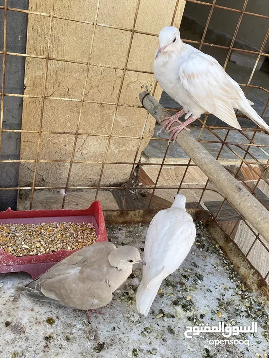 2 جوزين حمام كريم (يمام) للبيع جوز شغالات تحتهم بيض