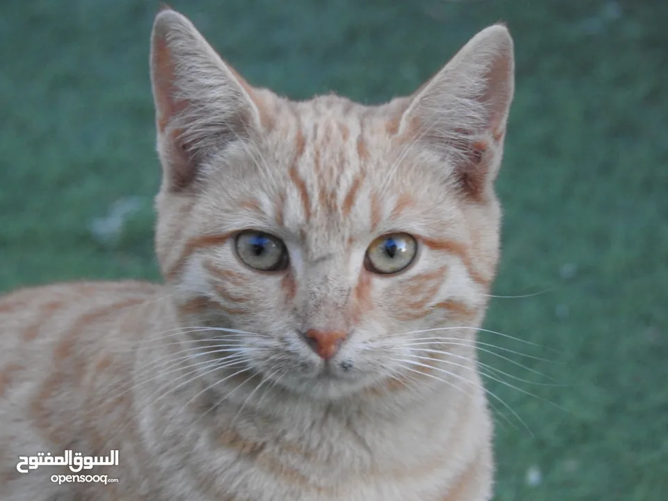 كاميرا زوم احترافي Nikon Coolpix p900 83x