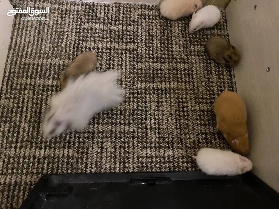 hamster هامستر للبيع عدد 7