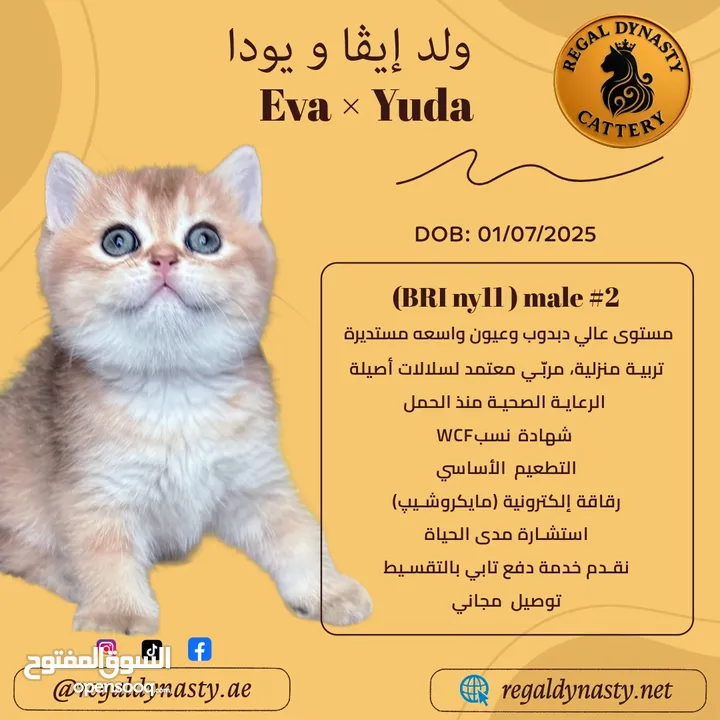 High-level British Shorthair kittens with pedigree