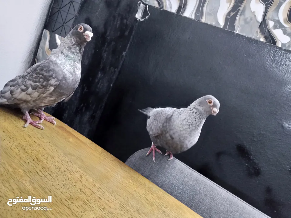 جوز قراقطه للبيع معهم فرخ