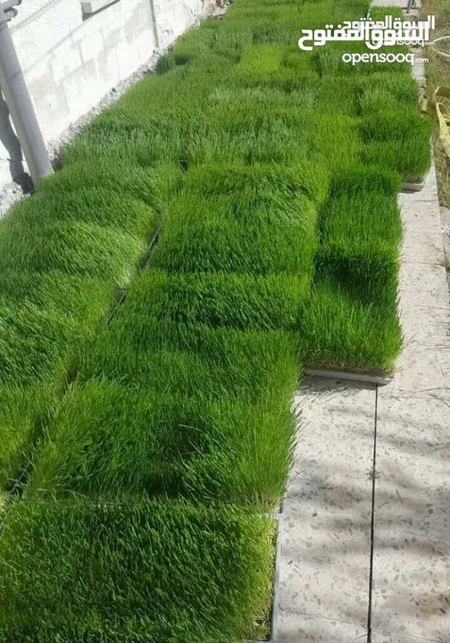 استنبات شعير  شعير مستنبت Sprouted   صواني استنبات شعير Barley germination barley
