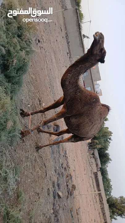 السلام عليكم ورحمه الله موجود اضحيه
