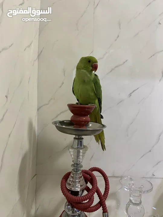 ببعاد دره اليف جدااااااااا