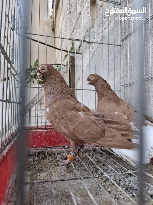 جواز نخب بالصلاة على النبي