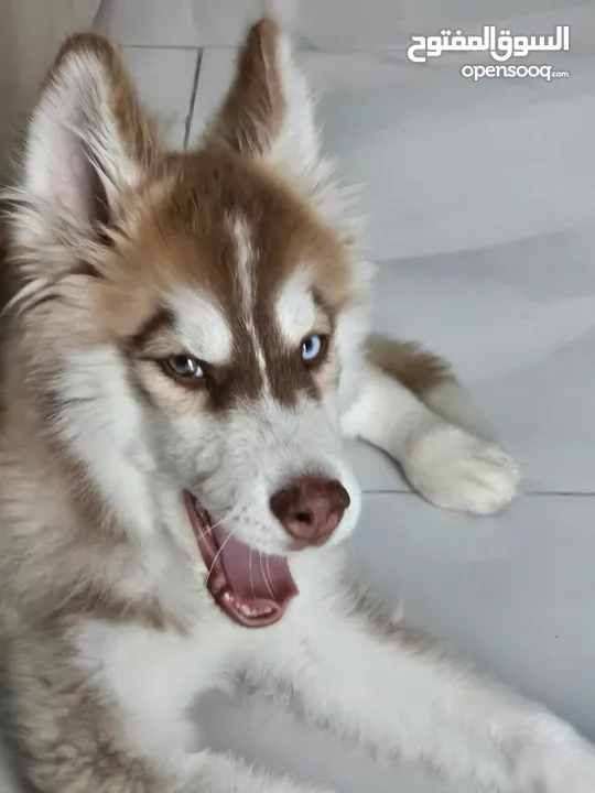 Siberian Huskies puppy