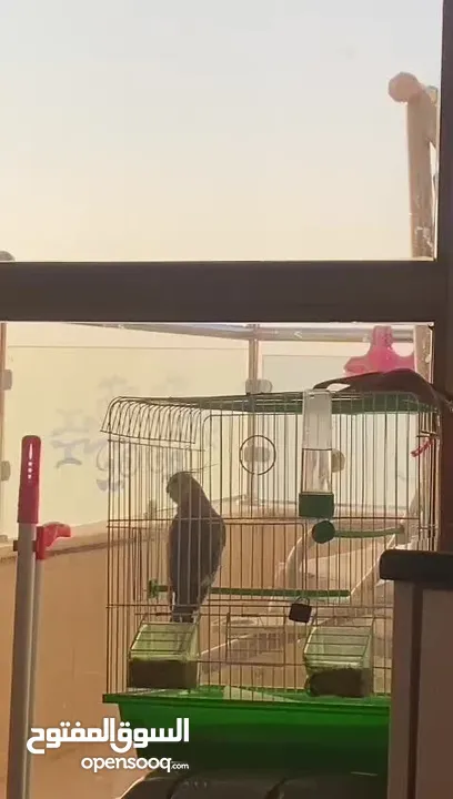 ببغاء كوكتيل ذكر بسكوتي الف جدا عجينه ما بعض بطلع على الايد حافظ نغمة النمر الوردي واكثر من وحده غير