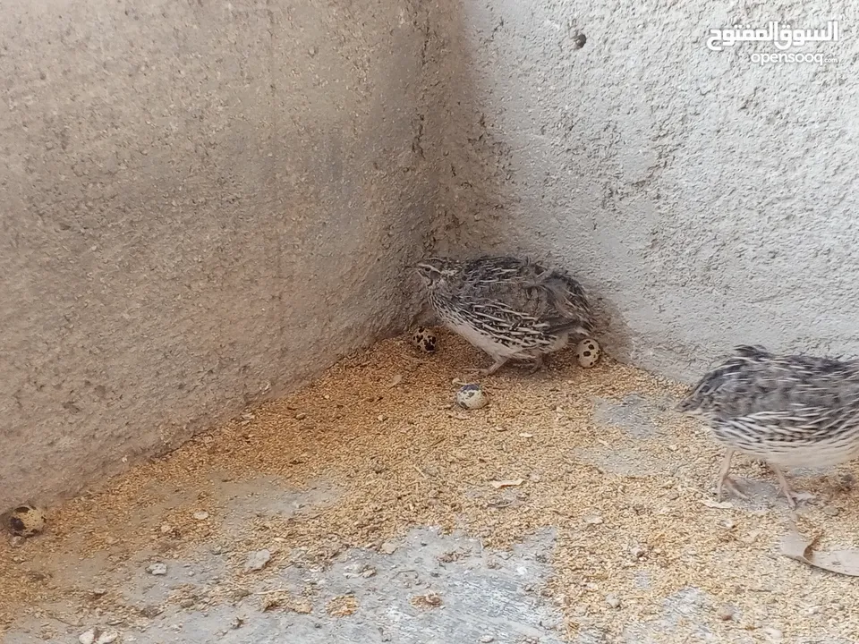فربات للبيع ....
