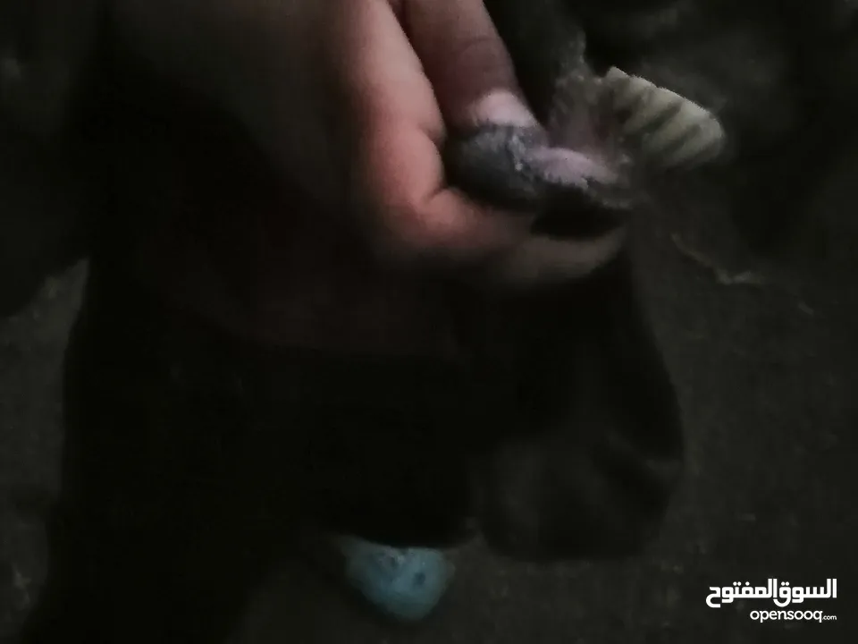 عنز جلد براسها...... السن صافه.... ماشاء الله عنها.... ديدها هشوش... تالي حليب.... شوف الفيد