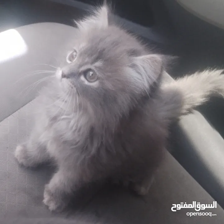 سكوتش فولد