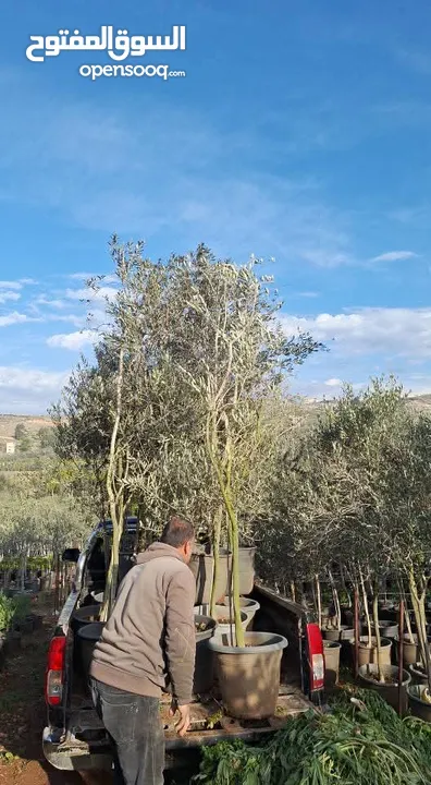 جميع انواع الاشجار  وفريق لصيانة وتنسيق جميع الحدائق والأشجار