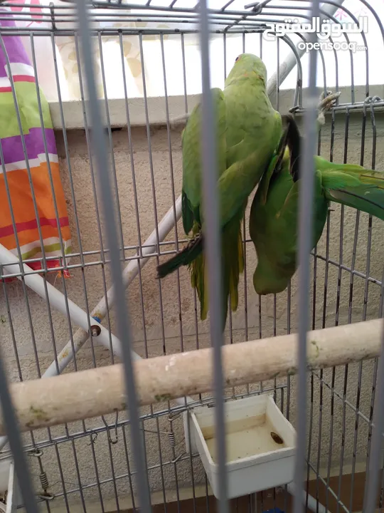 جوز دره هندي