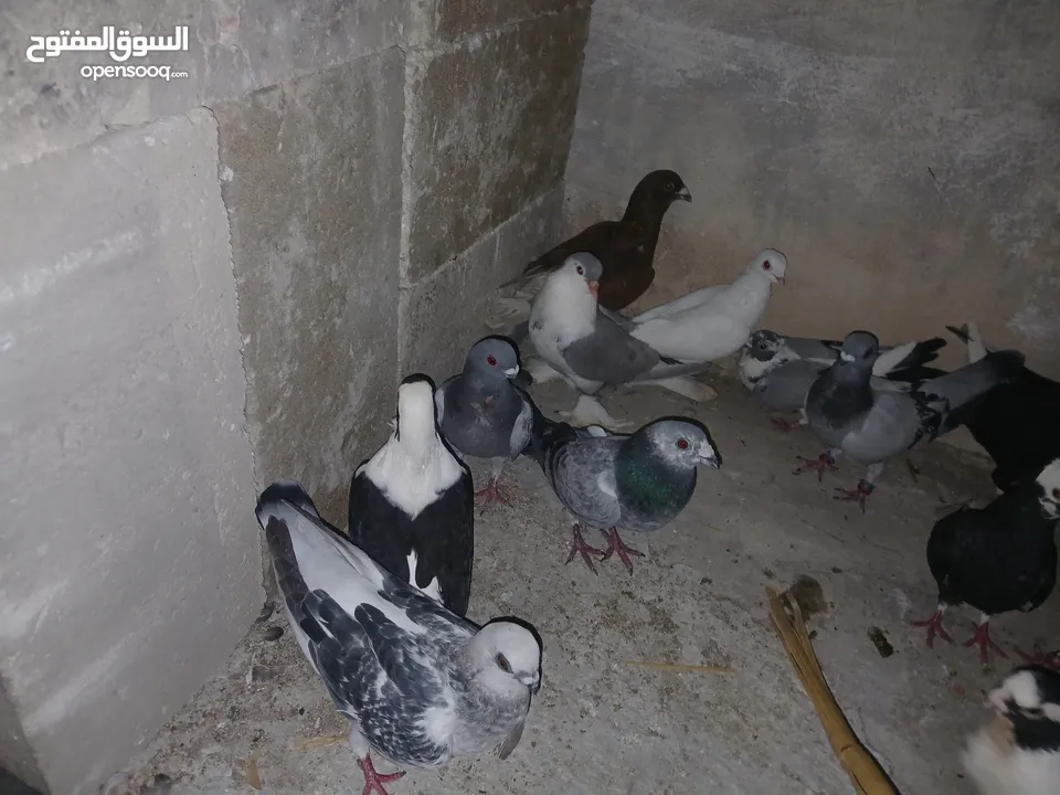 كوم كامل للبيع  دينارين ونص الحبه زق وكش الفحول كلها كش