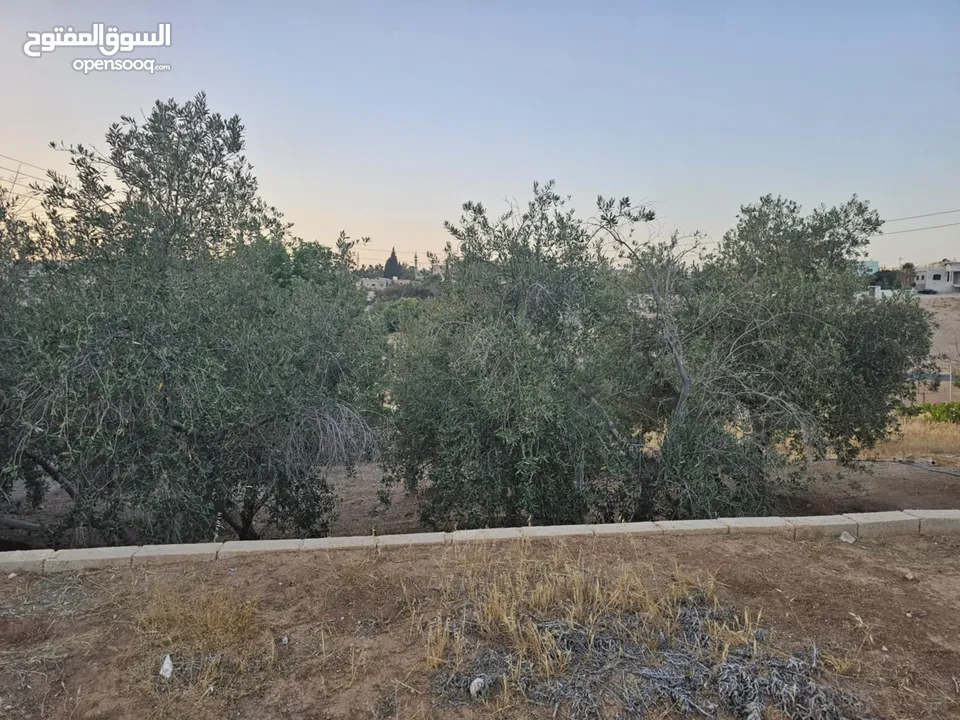 منزل مستقل لبيع في ذيبان