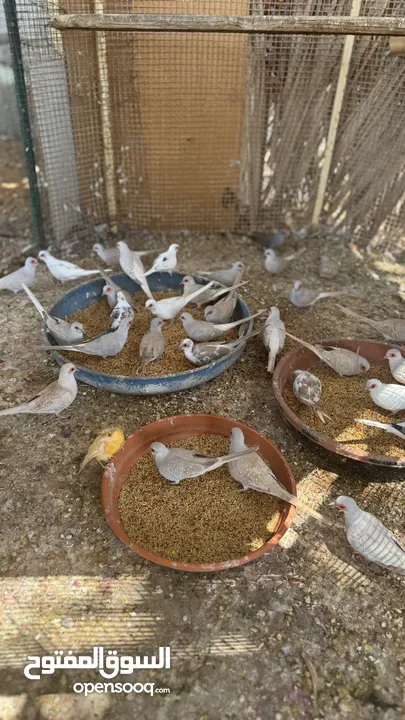 Dove bird pigeon دوف مكس للمهتمين للتربية منتج