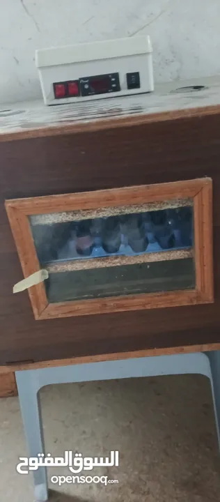 فقاسة للبيع