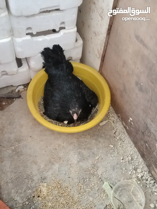 ثلث جاجات بناديق باكستاني
