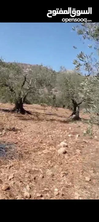 ارض للبيع في كفر نعمه واصل كل الخدمات مساحه 380متر اللبيناء عليهآ 170 متر