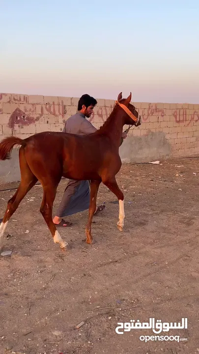 مهر انقليزي نخب اول