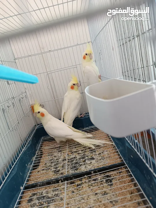 3 حبات لاتينو عين حمرا وحبة وايت فيس ايزابيل