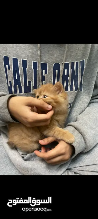 Orange Persian cat