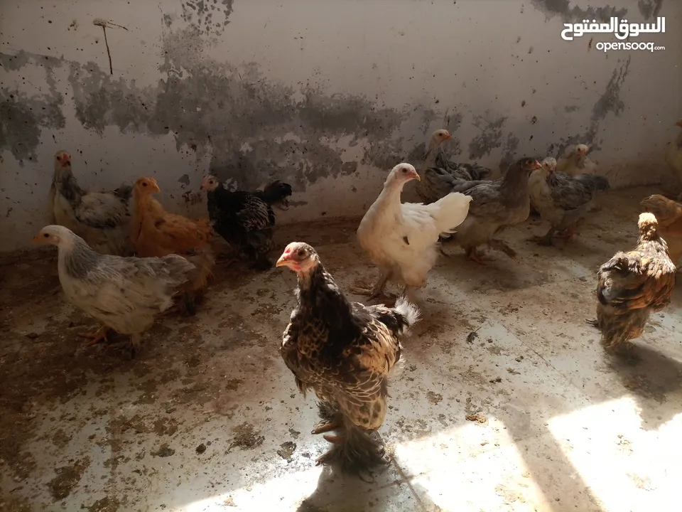 فرخات. براهمي . مشكل   في بف وفي بلاك     فرخات. ما شاء الله