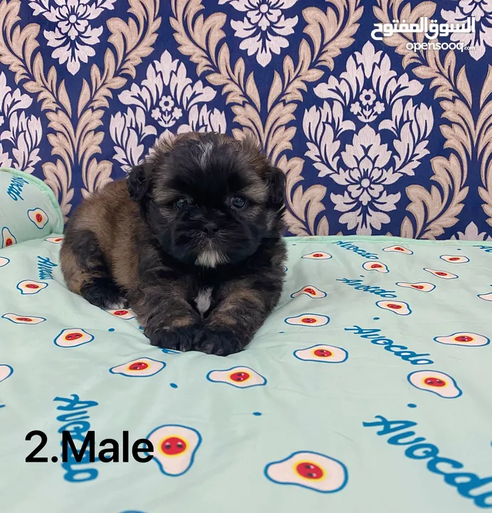 Puppy shihtzu