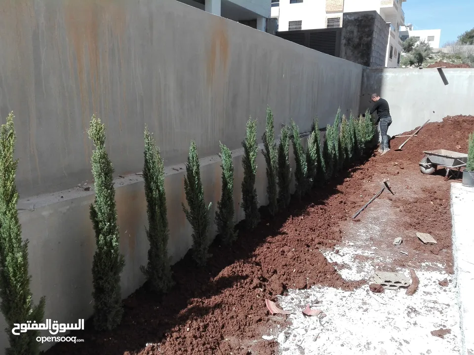 بعد إذن الإدارة  متوفر لدينا شجر زنزلخت الشماسي إيطالي أنثى ارتفاع من 180 سم إلى 250 سم سعر الشجره 6