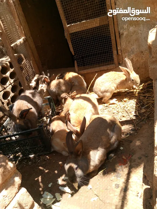 ارنب بلدي محسن