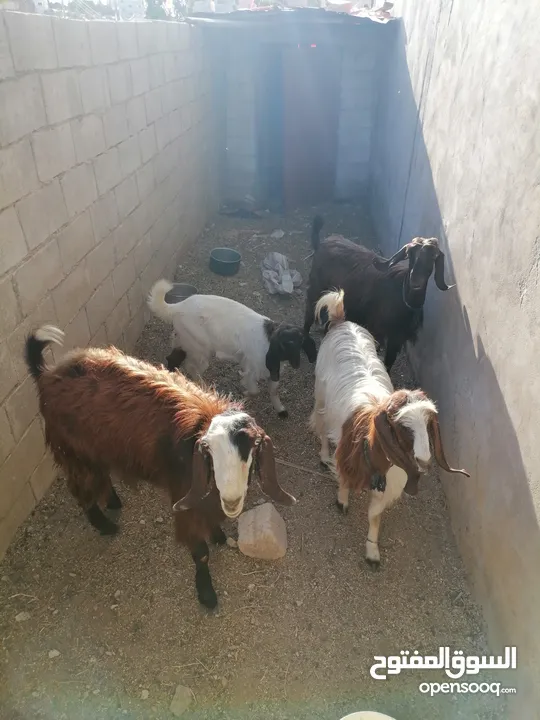 ماعز بلدي للبيع