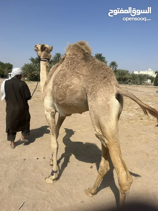 قعود حجً سمين فل فل ذكرالله