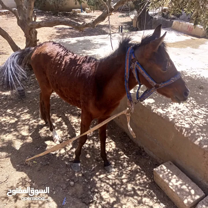 فرس مع مهر للبيع