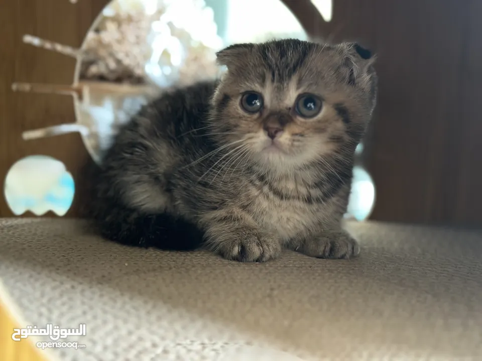 Scottish fold males