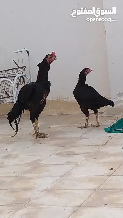 chicken  male and female good health