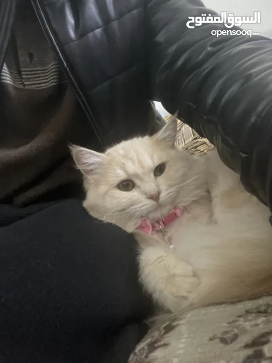 قطط يجنن شعرو ناعم وكبير للبيع بأرخص الأثمان ماخذ كل الطعومات