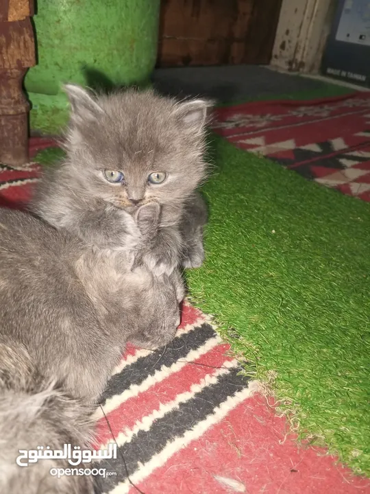 القطط الصغيره عمرهااا 2 شهرين ..القطط الكبيره عمرها 8شهور .. القط الاحمر سنه و3شهور