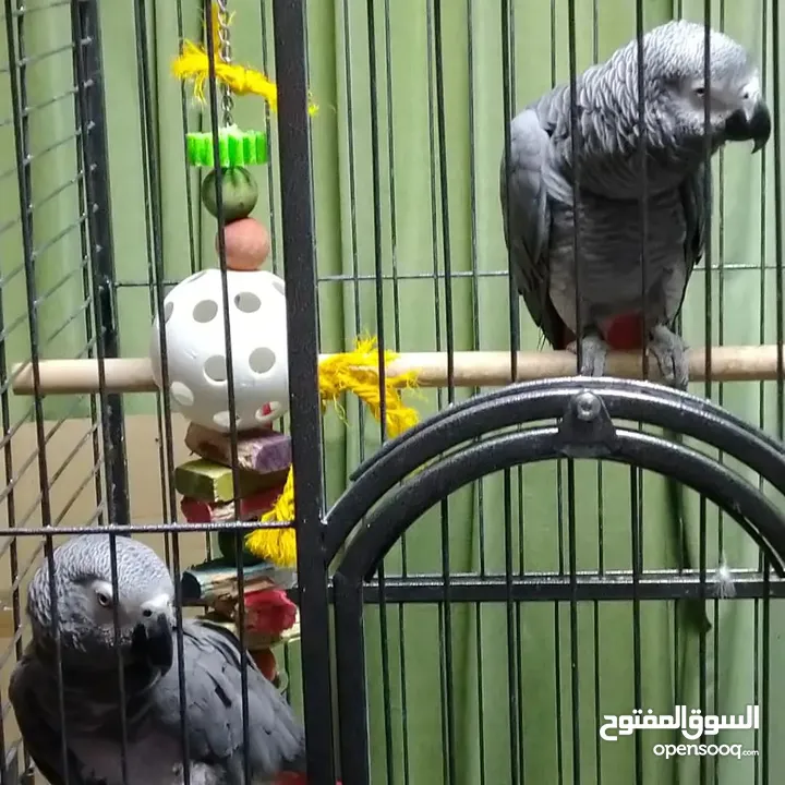 well trained parrots