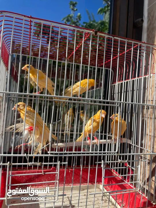 فحلين فحل ابيض ساده وفحل اصفر مقنبر
