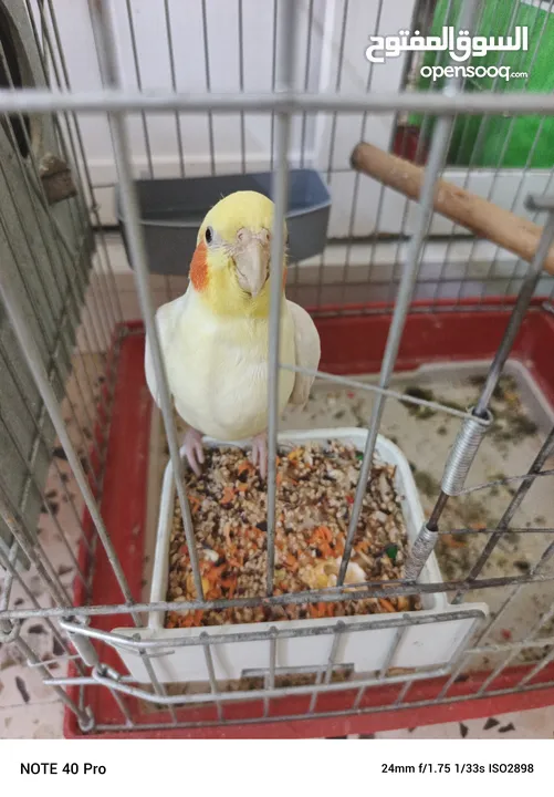 اقراء الوصف