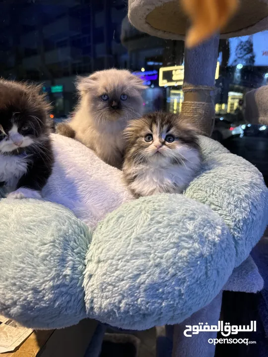 Himalayan Scottish fold Persian all kinds of kittens available in our store