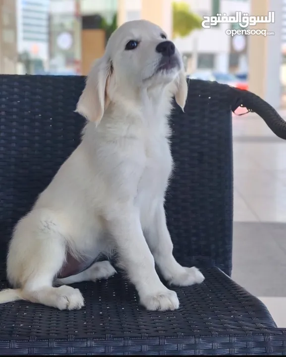 Golden retriever female puppy