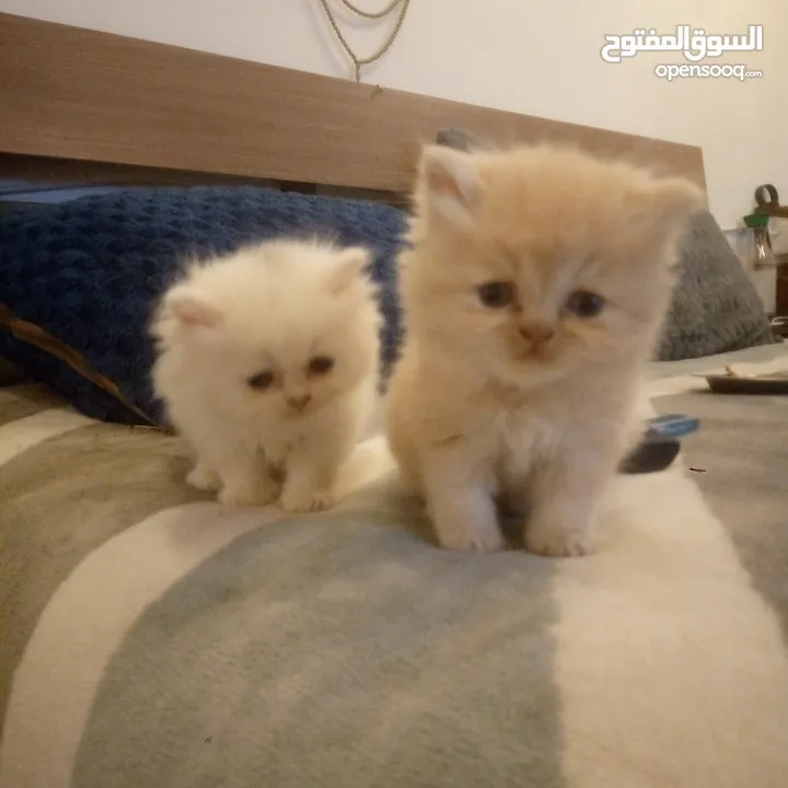 قطط شيرازي للبيع Persian cats for sale