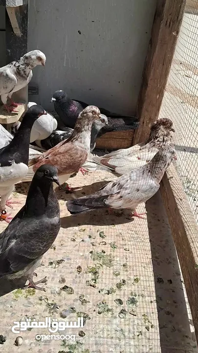 حمامت قوايه للبيع حرق كوم كامل موجود فيديوه مطارهم وتعال كش في ايدك