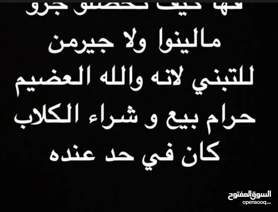 سلام عليكم مطلوب كلب لتبني عل رحمه والديكم