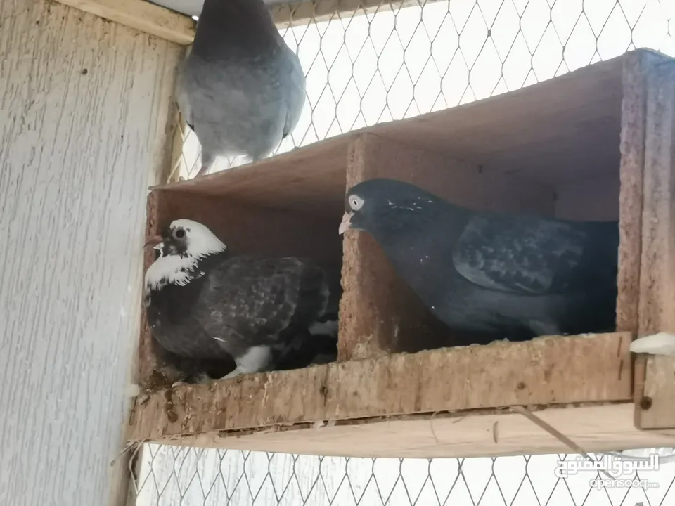 all typs of pigeons have.. Far sale